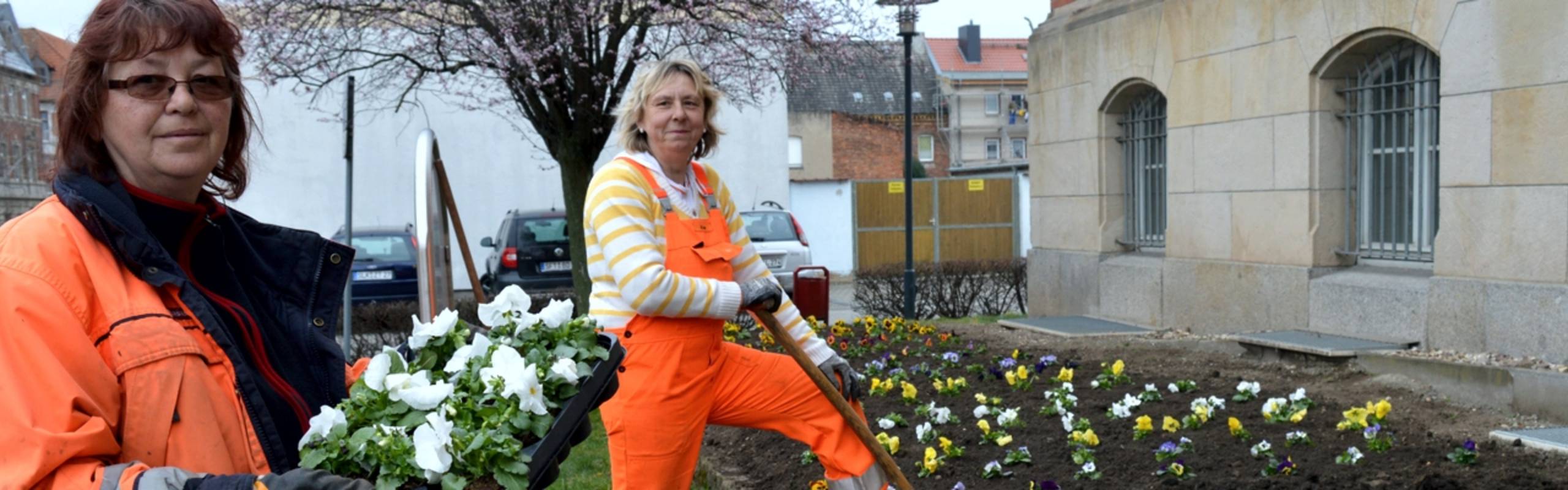 Zwei Mitarbeiterinnen des Stadtpflegebetriebes pflanzen bunte Frühblüher in ein Beet vor dem Rathaus