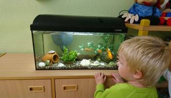 Ein kleiner Junge betrachtet ein Aquarium