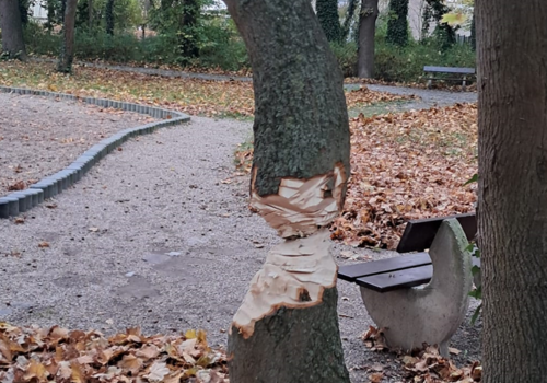 Baum